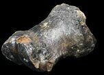 Ice Age Bison Metatarsal (Toe Bone) - North Sea Deposits #43141-1